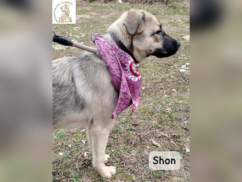 Shon – kleine Pfoten, große Augen und ein Plan, die Welt zu erobern!