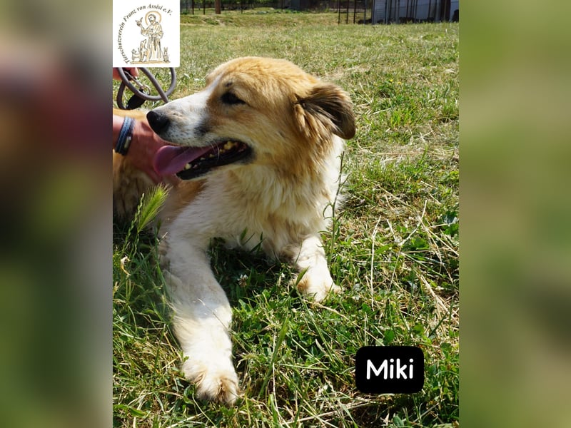 Miki – starker Kerl mit weichem Kern