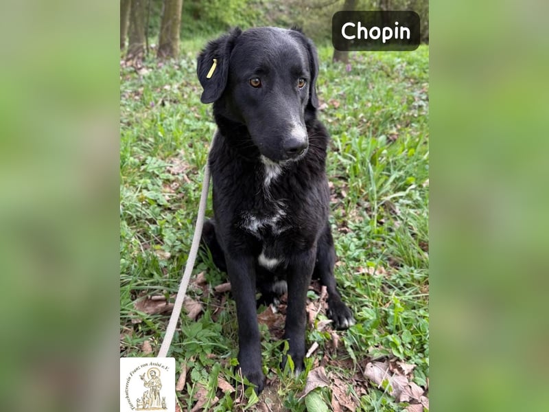Chopin – ein sanfter Riese mit großem Herzen!