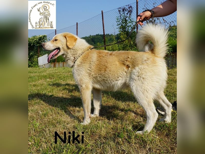 Niki – Ein Hund der dein Leben auf den Kopf stellt