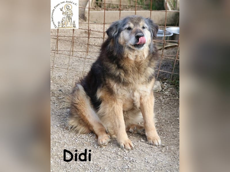 Didi - kann deine Augen zum Strahlen bringen