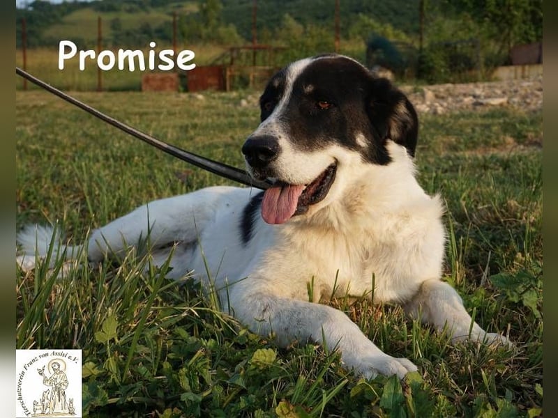 Promise – großes Mädchen mit viel Charme!