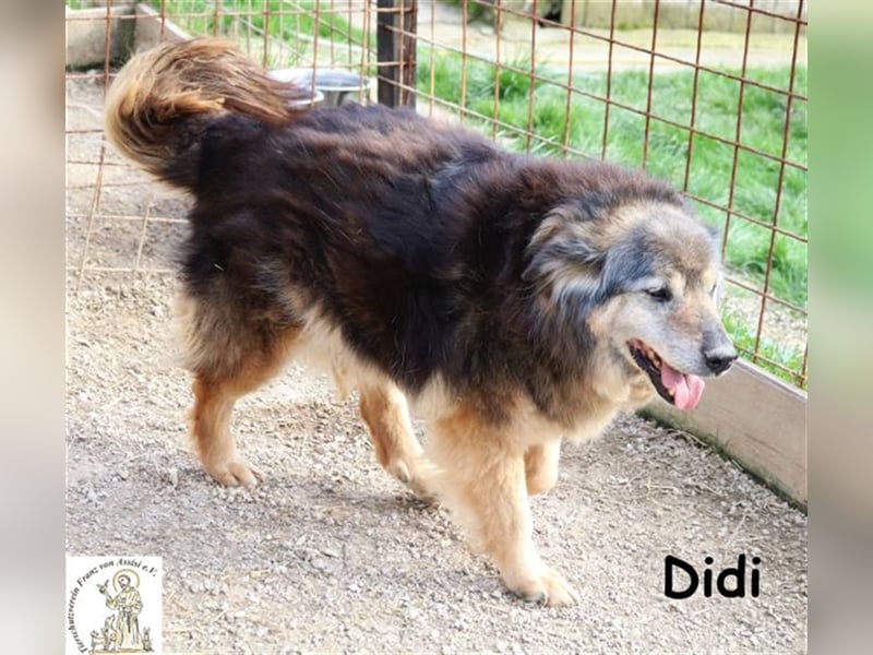 Didi - kann deine Augen zum Strahlen bringen