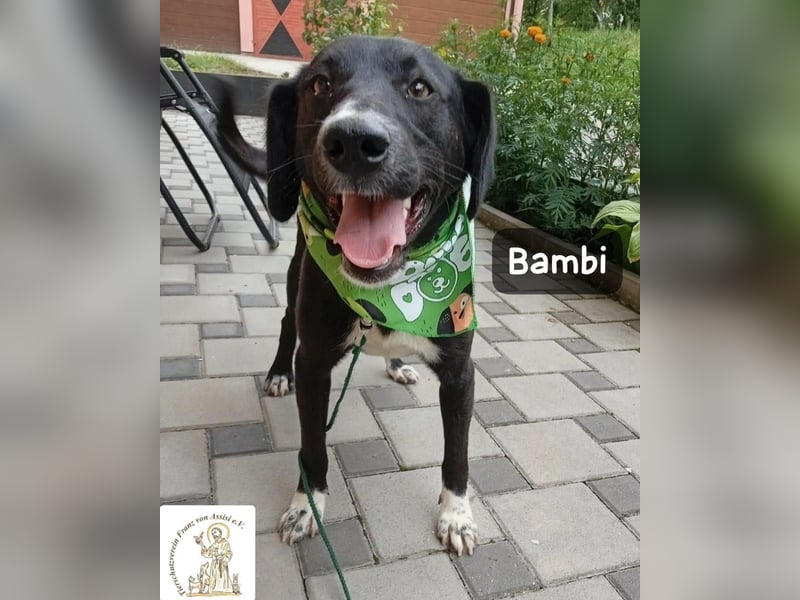 Bambi – Mehr braucht es nicht!