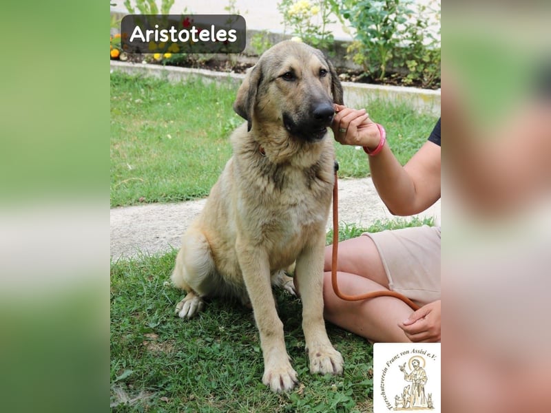 Aristoteles – Entdecker auf der Suche nach seinem Team!