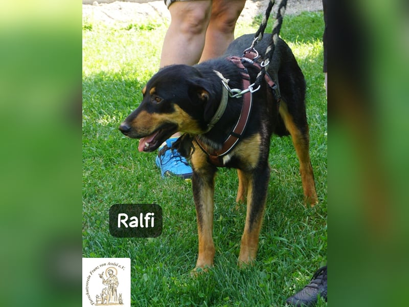 Ralfi – Für manche Hunde gibt es einfach nicht die richtigen Worte!