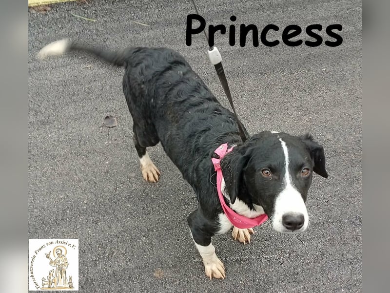 Princess – sucht kein Schloss, nur ein Herz, in dem sie wohnen darf!