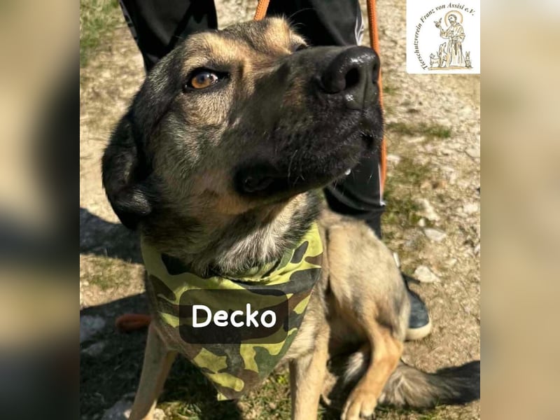 Decko – auf der Suche nach seinem Platz im Leben!