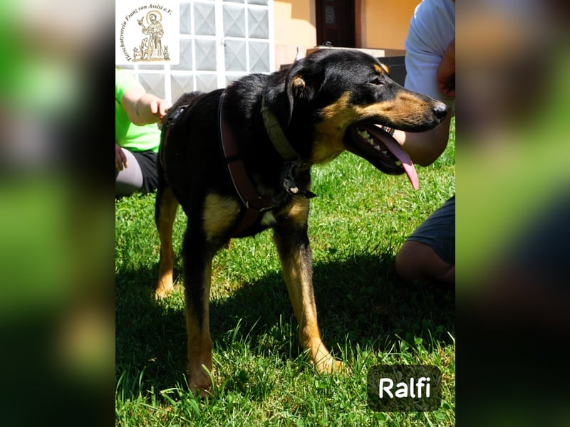 Ralfi – Für manche Hunde gibt es einfach nicht die richtigen Worte!