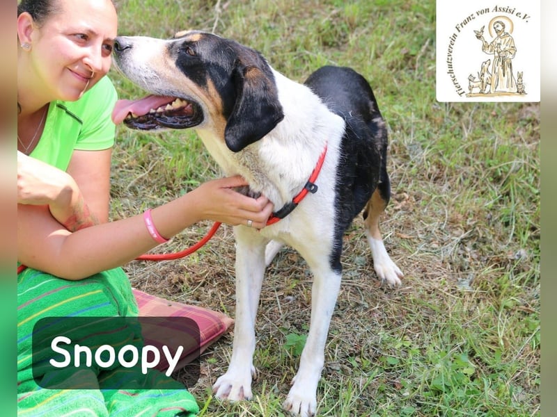 Snoopy – Charme trifft Persönlichkeit!