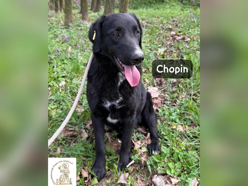 Chopin – ein sanfter Riese mit großem Herzen!