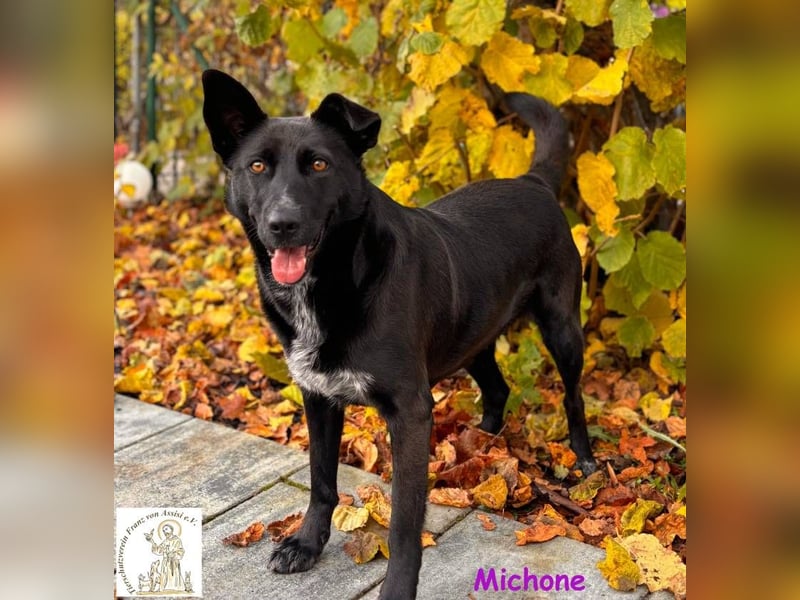 Michone –  Die Hündin, die jeden Tag zum Funkeln bringt