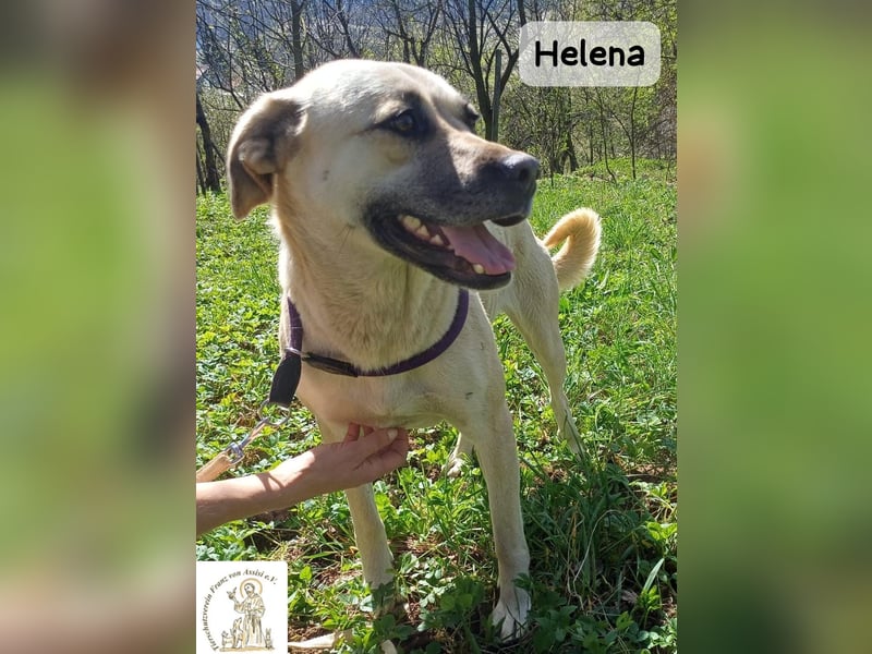 Helena – Schönheit mit Charakter und einem ganz besonderen Lächeln!