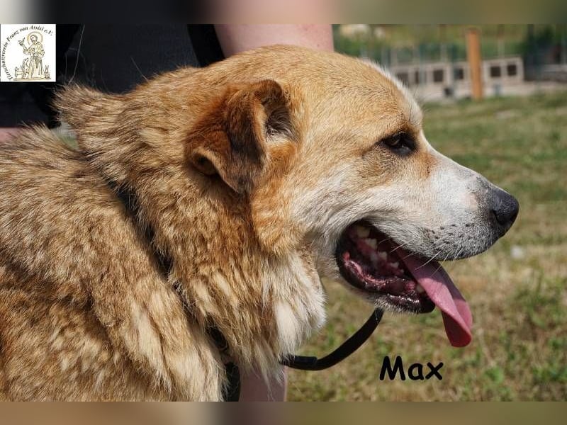 Max – Der Anführer mit dem Herz am rechten Fleck!
