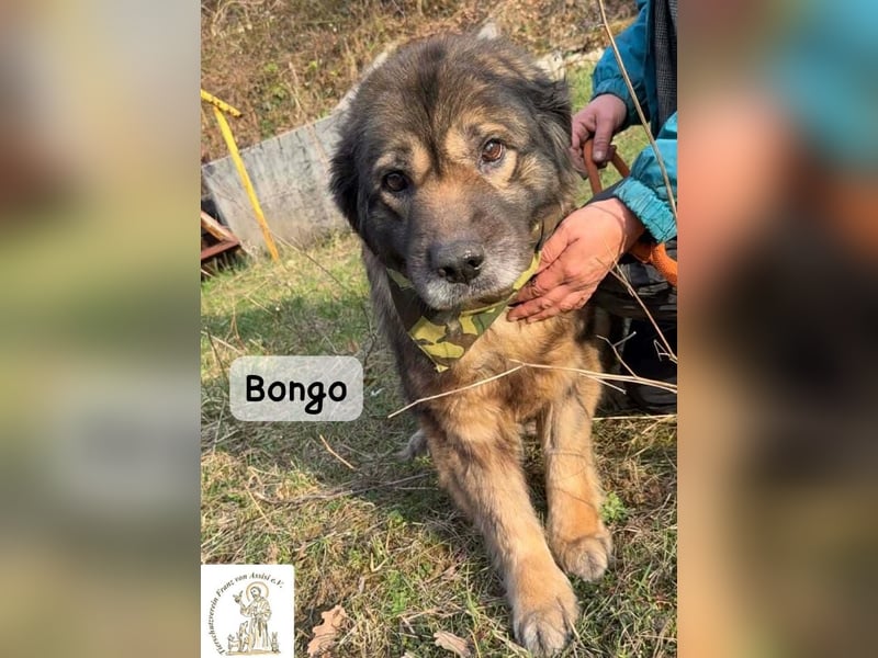 Bongo – der beste Mitbewohner für ruhige Sonnenstunden!