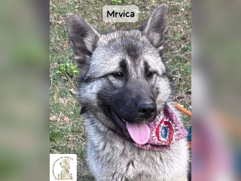 Mrvica – Schönheit mit Neugier auf das große Leben!