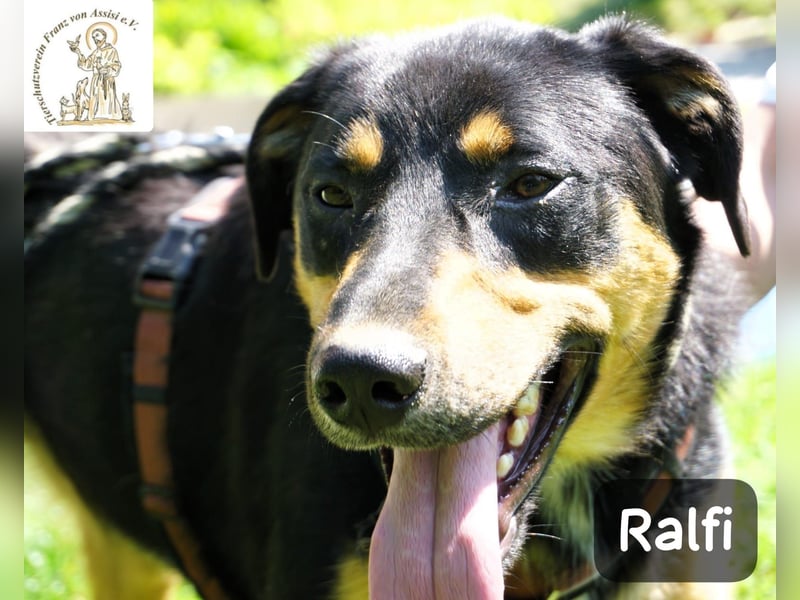 Ralfi – Für manche Hunde gibt es einfach nicht die richtigen Worte!