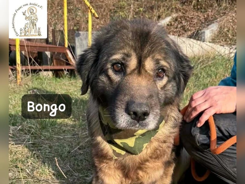 Bongo – der beste Mitbewohner für ruhige Sonnenstunden!