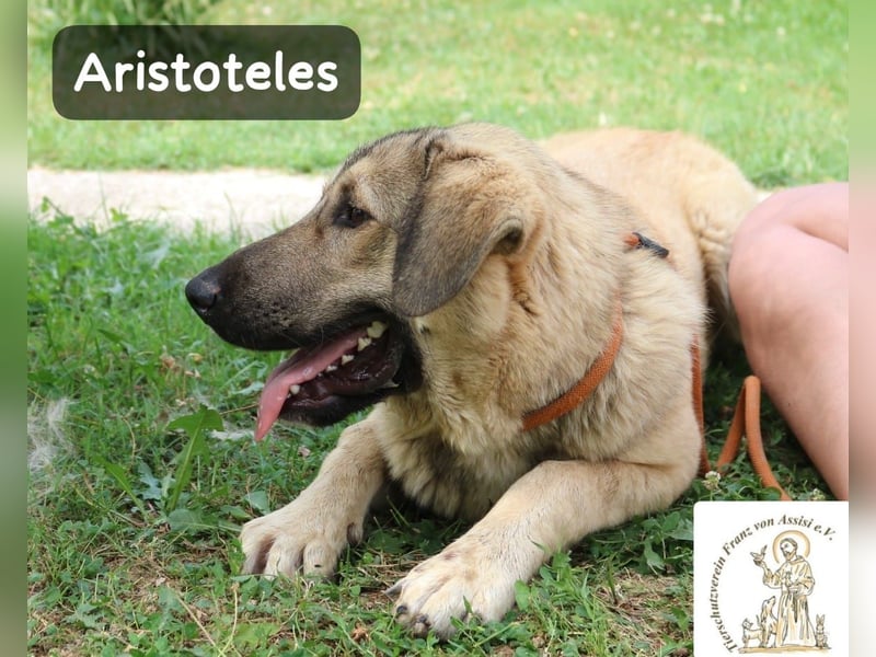 Aristoteles – Entdecker auf der Suche nach seinem Team!