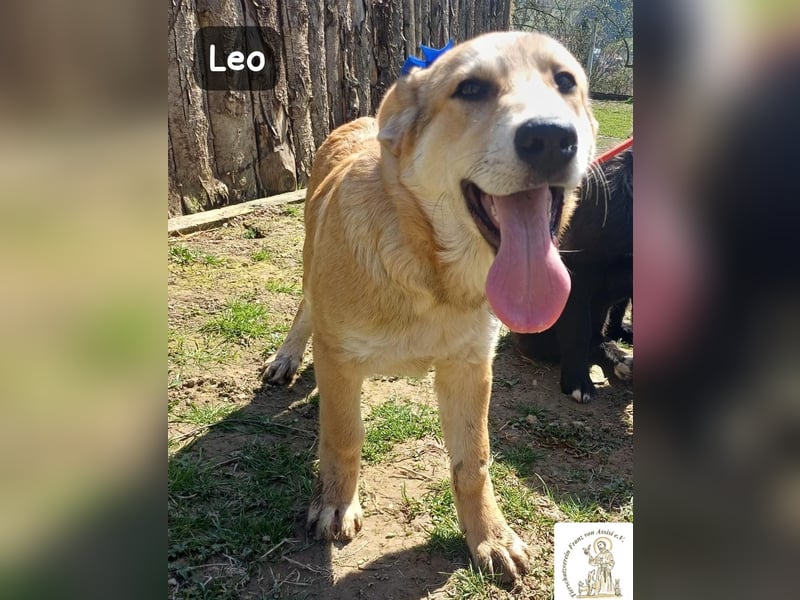 Leo – der kleine Beobachter mit großen Plänen!