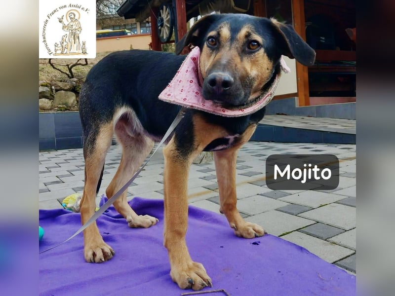 Mojito – neugierig auf alles, was da kommt!