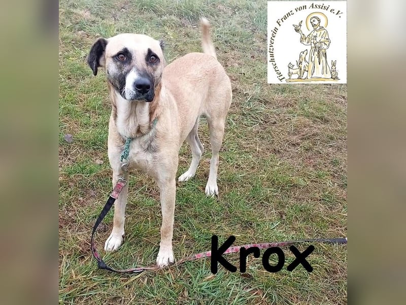 Krox – ein sanfter Engel mit ganz besonderem Markenzeichen