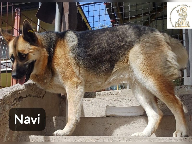 Navi – stark, sensibel, besonders – sucht ihr Gegenstück!