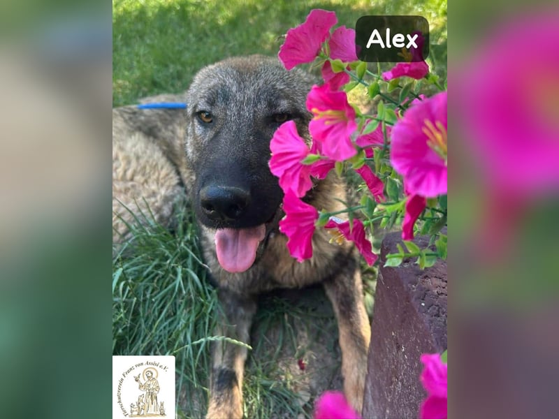 Alex – jetzt ist das Leben dran!