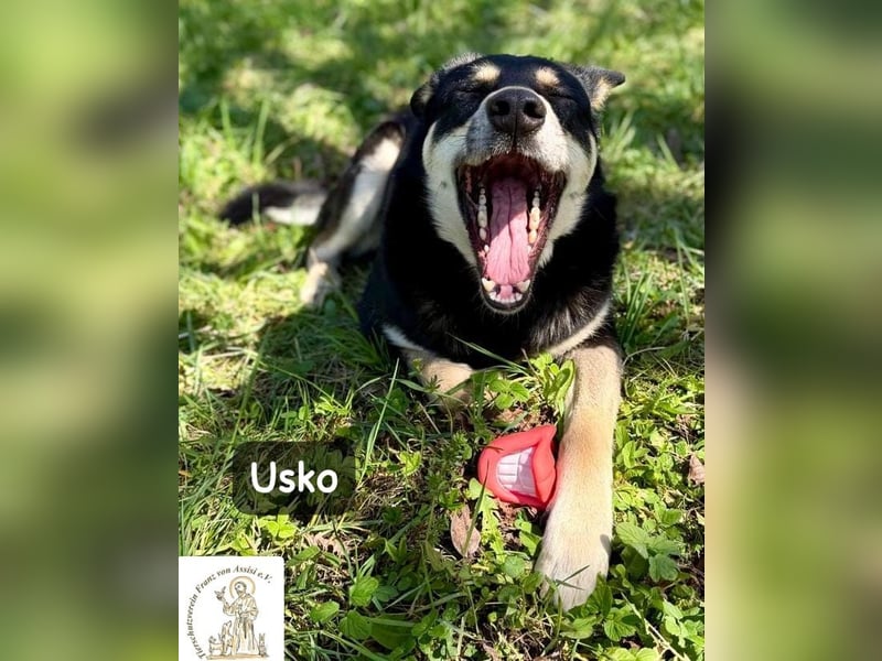 Usko – der, der lernen möchte, wie Leben wirklich geht!