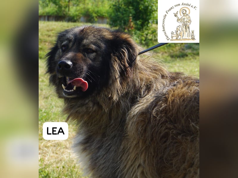 Lea – Ein Blick in ihr Gesicht – und du bist für immer verloren!