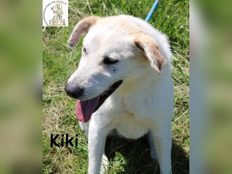 Kiki – Der perfekte Kumpel für Abenteuer und Sofa-Marathons!