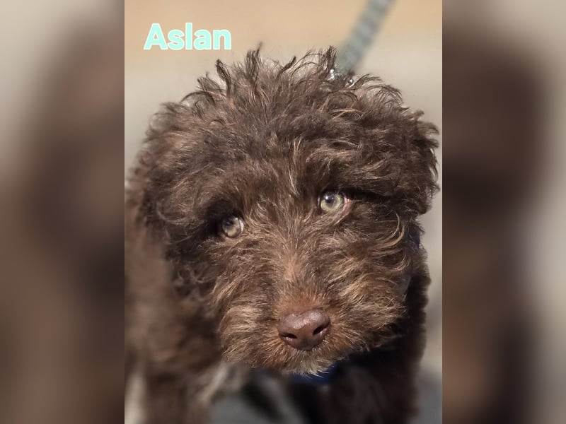 ASLAN ❤️ kleiner Wuschel