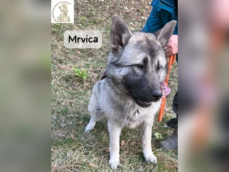 Mrvica – Schönheit mit Neugier auf das große Leben!