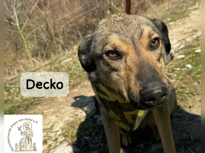 Decko – auf der Suche nach seinem Platz im Leben!