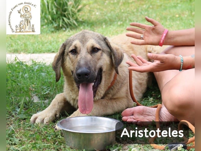 Aristoteles – Entdecker auf der Suche nach seinem Team!