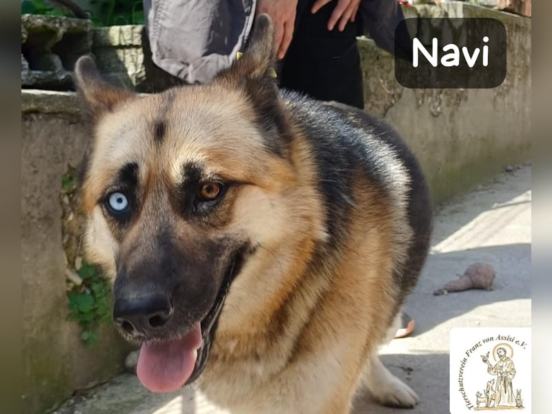 Navi – stark, sensibel, besonders – sucht ihr Gegenstück!