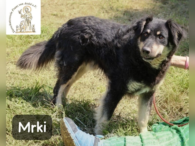 Mrki – flauschiger Herzensbrecher sucht seine Abenteuer-Menschen!