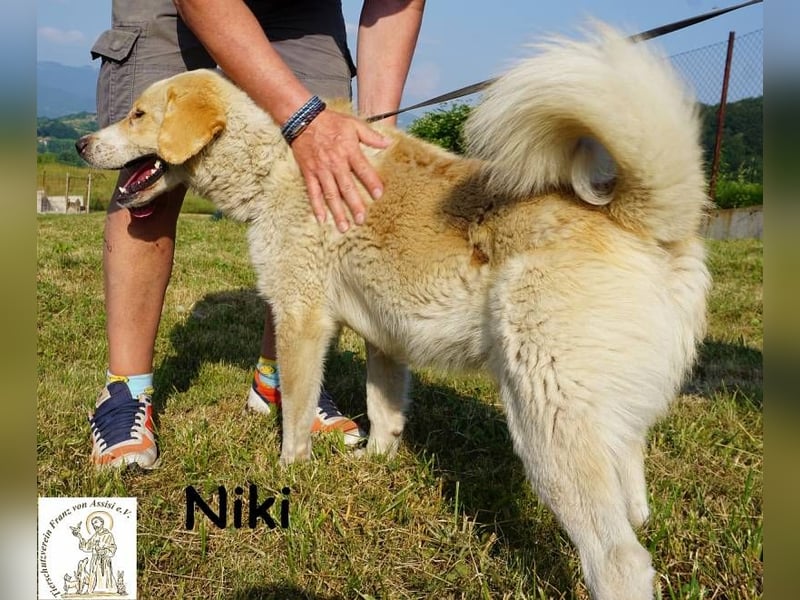 Niki – Ein Hund der dein Leben auf den Kopf stellt