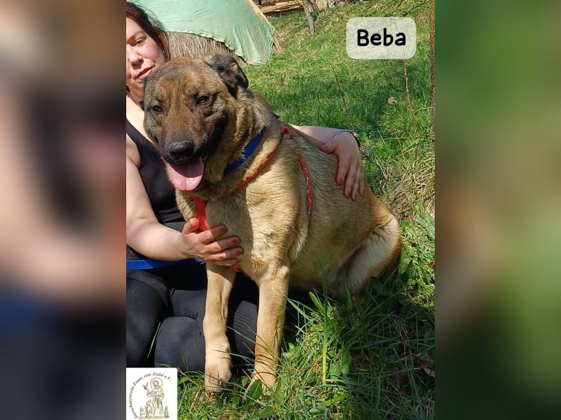 Beba – für Menschen, die das Echte suchen!