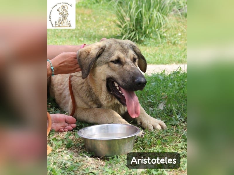 Aristoteles – Entdecker auf der Suche nach seinem Team!