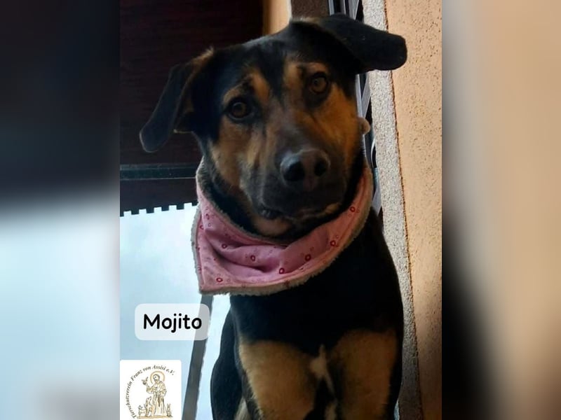 Mojito – neugierig auf alles, was da kommt!