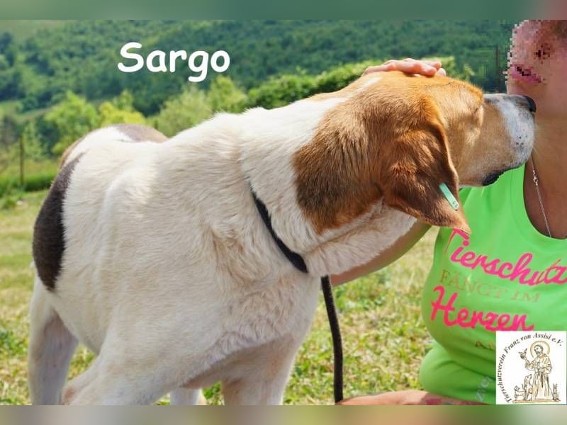 Sargo – stattlicher Kerl - sanft wie ein Schmetterling