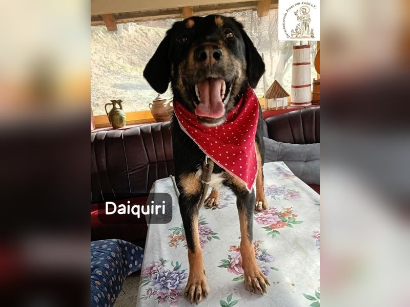 Daiquiri – die Welt wartet und sie mittendrin!