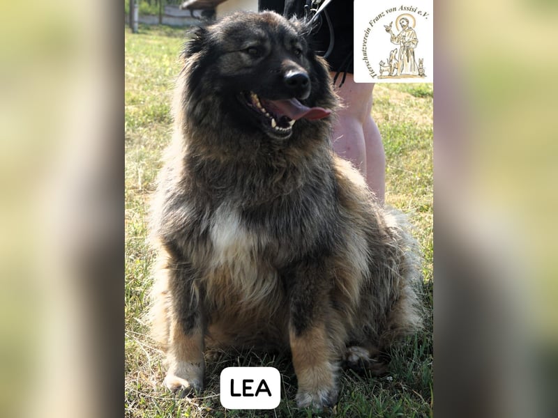 Lea – Ein Blick in ihr Gesicht – und du bist für immer verloren!
