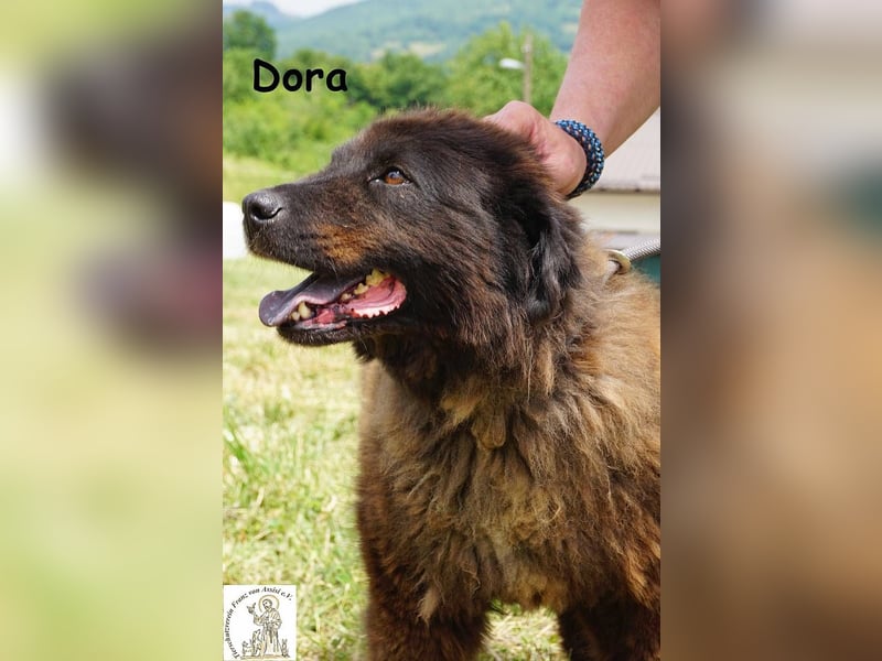 Dora – Eine Hündin fürs Leben!