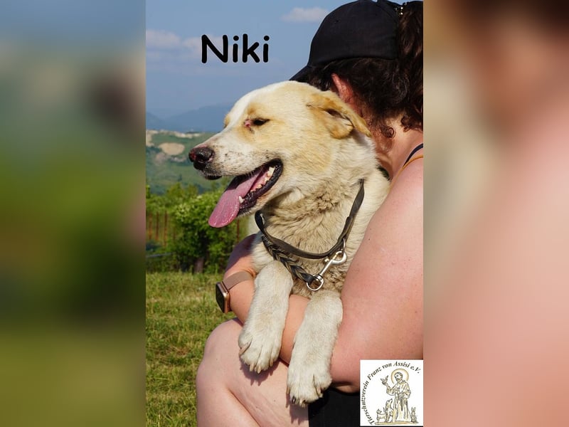 Niki – Ein Hund der dein Leben auf den Kopf stellt