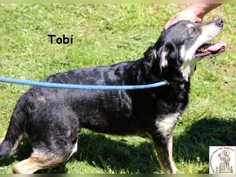 Tobi – er kennt den Zaun – und träumt vom Leben!