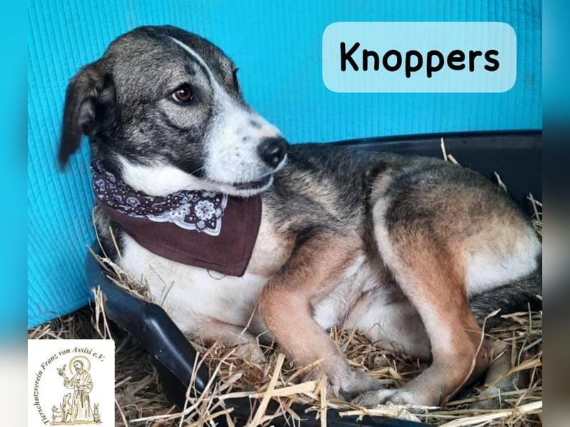 Knoppers – zuerst zurückhaltend, später zum Verlieben!
