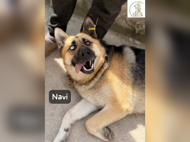 Navi – stark, sensibel, besonders – sucht ihr Gegenstück!