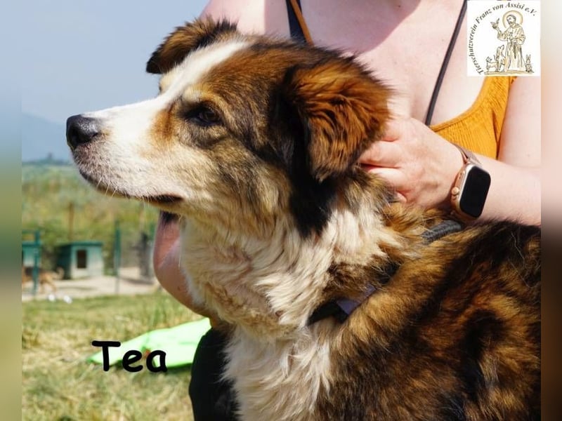 Tea – ein Schnüffelprofi der gerne die Welt erkundet